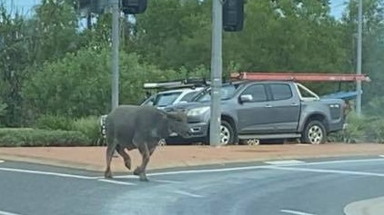 A buffalo raised eyebrows and stopped traffic as it wandered across a major intersection of the Top End’s busiest road. Picture: Sarah Moon/Facebook