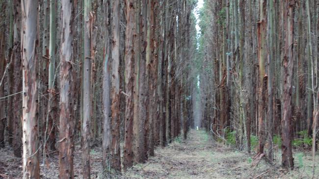 Plantation path: The Andrews Government is funding 50,000ha of plantations to offset an end to native timber harvesting by 2030.