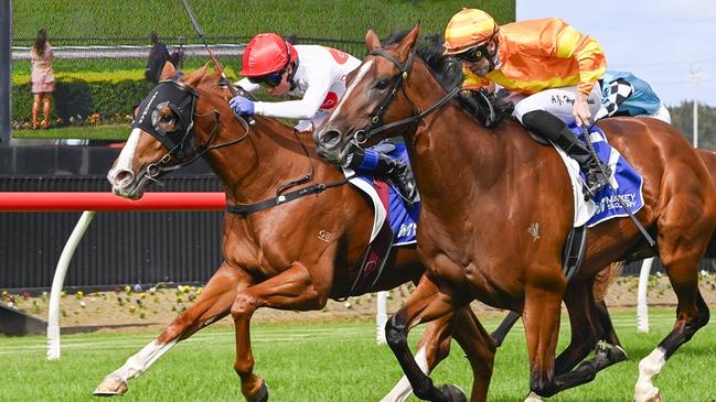 Tact (inside) can bounce back from an unlucky run in the MTC Guineas at Wagga last start. Picture: Bradley Photos