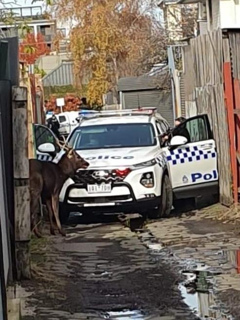 Police corner the deer. Picture: Vets For Compassion