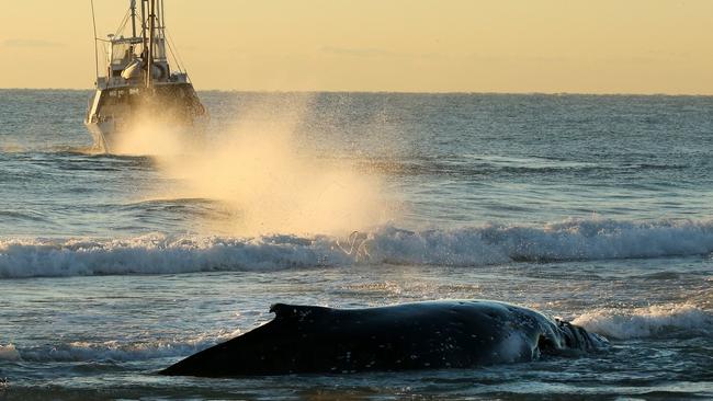 One of the heartbreaking attempts to free the stricken whale during the marathon rescue. This is the moment a tow rope snaps. The whale was eventually freed. Picture: Glenn Hampson