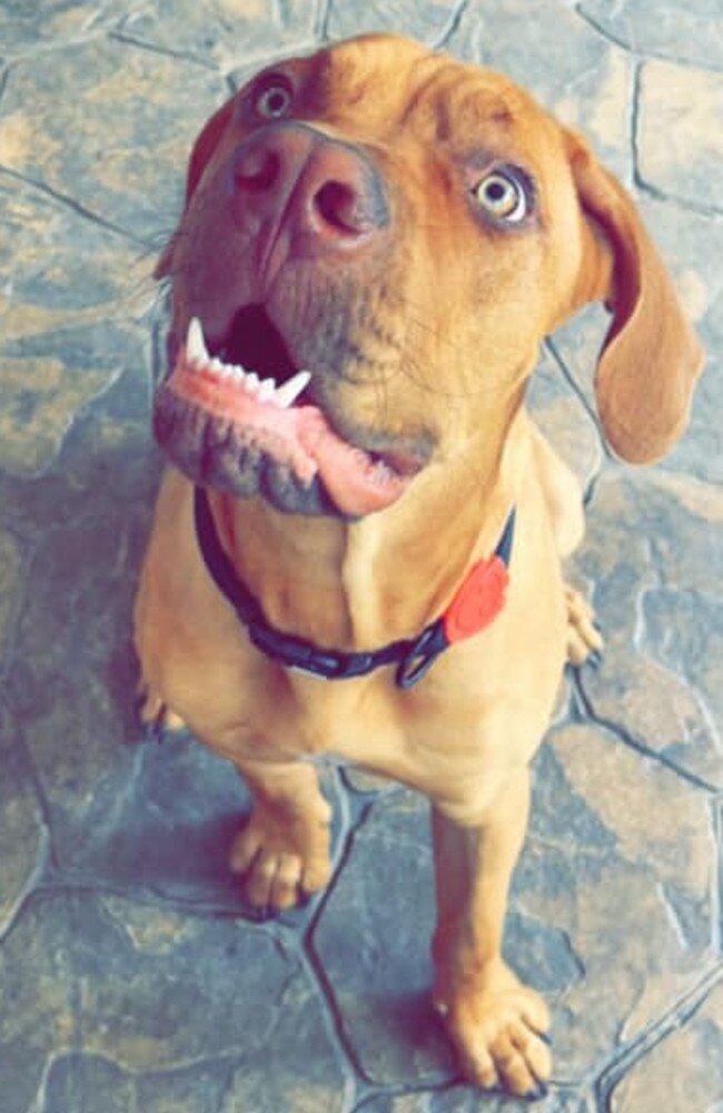 Cheif: Hailee Willmott's 9 month old French Mastiff x