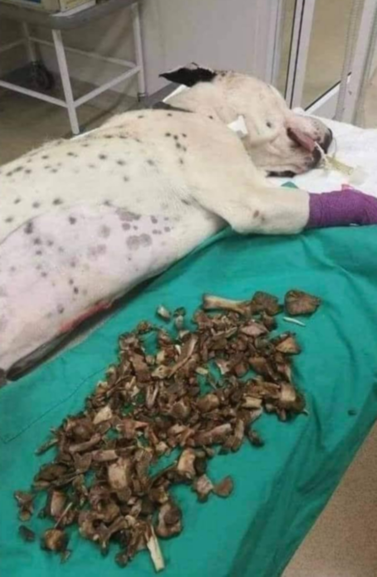 Vets are warning Australian pet owners about a widely available but potentially deadly dog treat ahead of Christmas. Picture: Facebook.