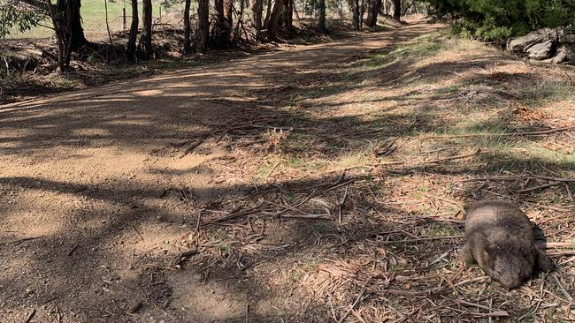 One of the dead wombats found on the road in Pastoria, 30km east of Kyneton.