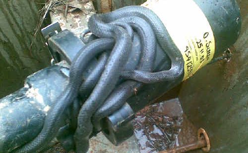 Telstra technician Peter Milward stumbled across five red-bellied black snakes last week while doing repair work at Dalrymple Heights, west of Mackay. Picture: Contributed