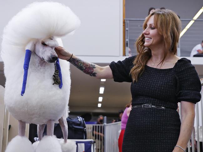 Juan the champion Poodle groomed by owner Rebecca Wistuba before the show. Picture: Sam Ruttyn