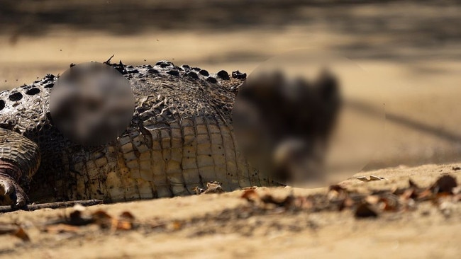 The maximum penalty for killing a crocodile is over $14,000. Picture: Tom Chalmers Hayes/ @crocodile_beers