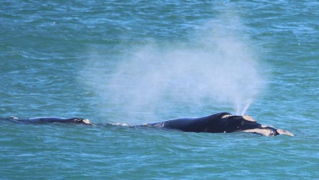 A whale mother and calf playing at Bashams Beach, Middleton. Picture: Debbie Prestwood