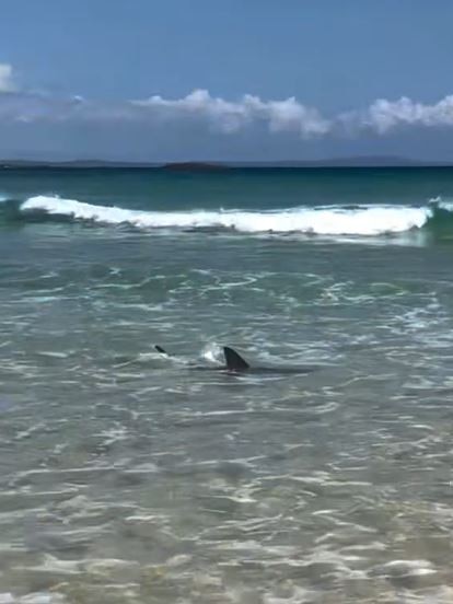 Swimmers rushed from the water onto the safety of the sand after the shark sighting at Cylinder Beach on North Stradbroke Island. Photo: Explore Australia