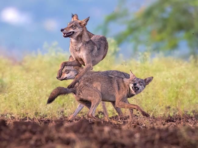 Three exuberant wolves bound through the air, a snapshot of their unbridled enthusiasm and camaraderie. Picture: Siddhartha Ghosh/TNC Photo Contest 2023