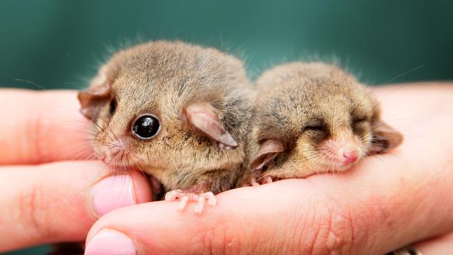 Eastern Pygmy Possums, at the Australia Walkabout Wildlife Park, Calga. Picture: Peter Clark