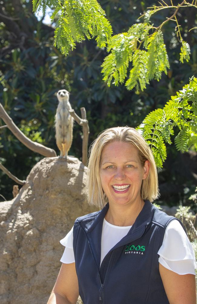 Melbourne Zoo director Michelle Bruggemann says she has a new appreciation for the animal world since starting her new role. Picture: Jo Howell 