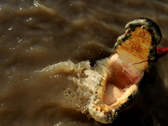 Adelaide River croc Brutus shows off his impressive jaws.