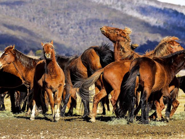 The results of an aerial horse survey of Kosciuszko National Park are expected in the next few week. Picture: Paul McIver