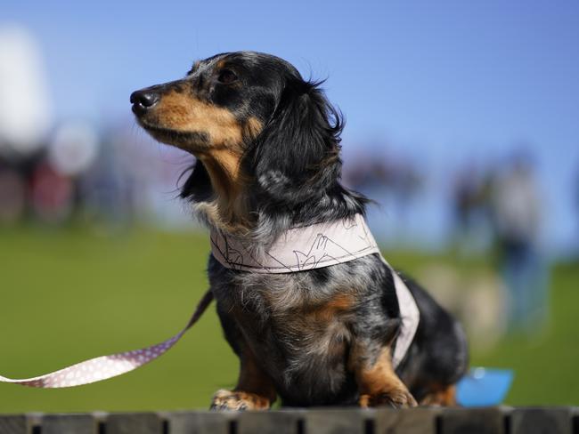 MELBOURNE, AUSTRALIA - NewsWire Photos - 18 JUNE, 2023: Dog walk world record in Elwood, Victoria. Dachshund owners in and around Melbourne have broken the Guinness World Record for the Largest Dog Walk by a single breed. Picture: NCA NewsWire / Valeriu Campan