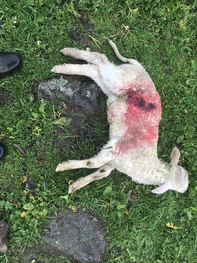 One of the lambs killed by wild dogs on John and Sharon McEvoy’s Dederang property.