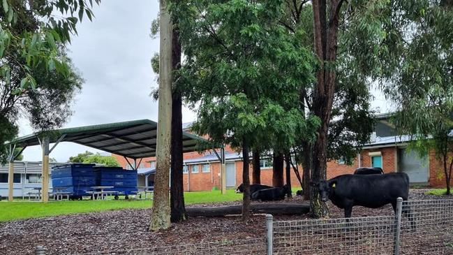 Cows relocated to the playground of Camden Public School. Picture: Jillaine Duve