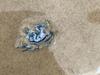 Surfer alarmed by stunning sea slug with nasty sting