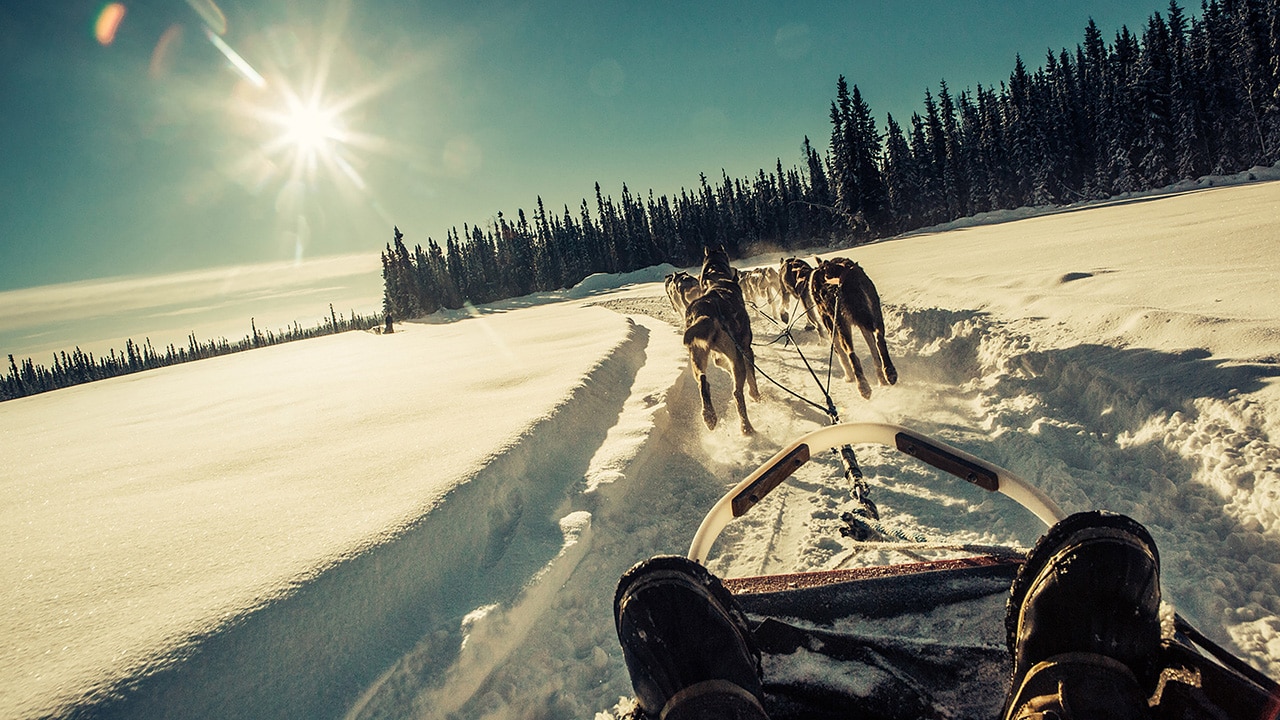 Go dog-sledding with Gondwana Ecotours in Alaska.
