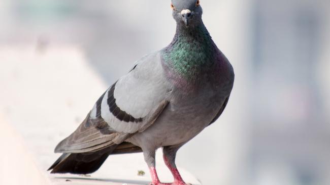 5. It is an offence in both SA and Victoria to take a homing pigeon unless you have lawful authority to do so. In Western Australia, you can be in trouble for stealing a pigeon, but only if it is tame and either in a pigeon-house or on the owner’s land. (Picture: Getty)