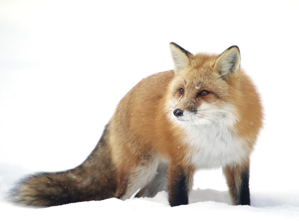 ‘On White’ ,,, A red fox stands in the snow. I was out for a hike in the early January snow when I cam across a set of fox tracks. I followed them around a curve and found this fox standing in a clearing. I got down to my knees quickly to try not to scare him off and started taking pictures. As some of the heavy snow fell of the trees he paused and turn to see what was making the noise. I have photographed this fox over many years. His nose is so distinctive it helps to identify him. Picture: Chris MacDonald , Canada, Entry, Open, Wildlife (Open competition), 2018 Sony World Photography Awards