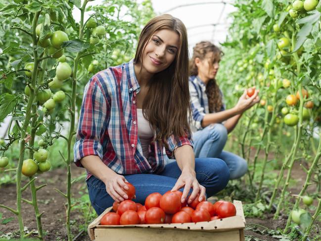 Backpackers are not the only workers being underpaid. Picture: iStock