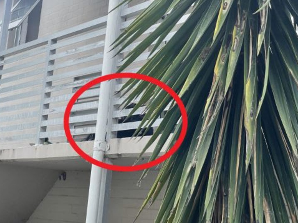 The dog that mauled its owner, pictured on the apartment’s balcony on Wednesday morning.