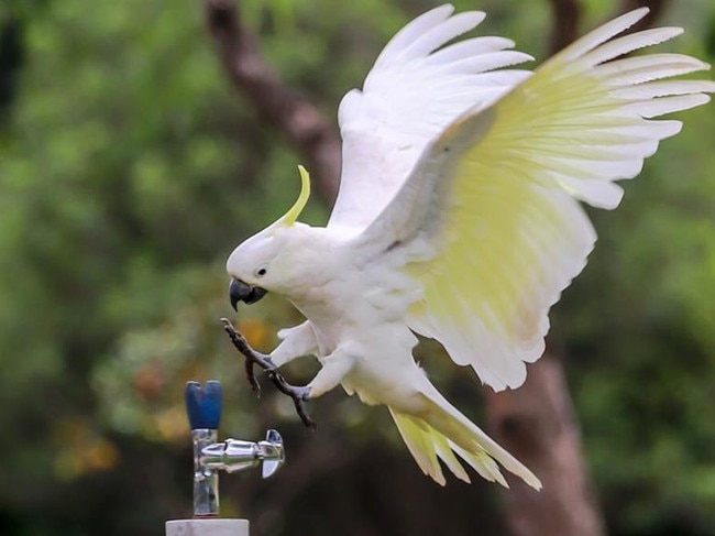 Cockatoos in western Sydney have been observed using water fountains. Picture: Supplied