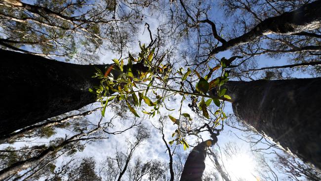 There are green shoots in bushfire ravaged forests, but in economic terms, growth is limited. Picture: AAP