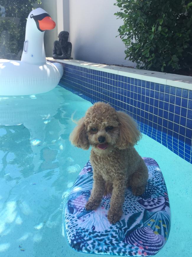 FIFI: Summer may be over, but the water is still warm and Fifi is always up for a doggie paddle.