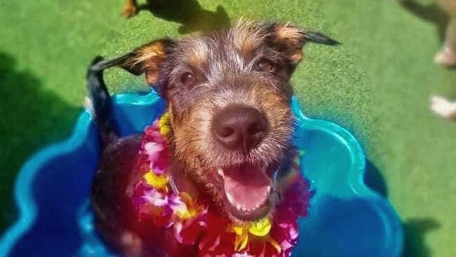 Willow, Cairns Post Cutest Dogs nominee March 2022.