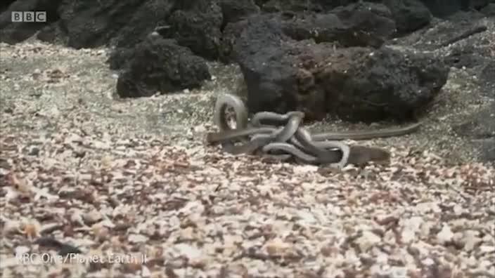 Snakes hunting as a pack chase baby iguana