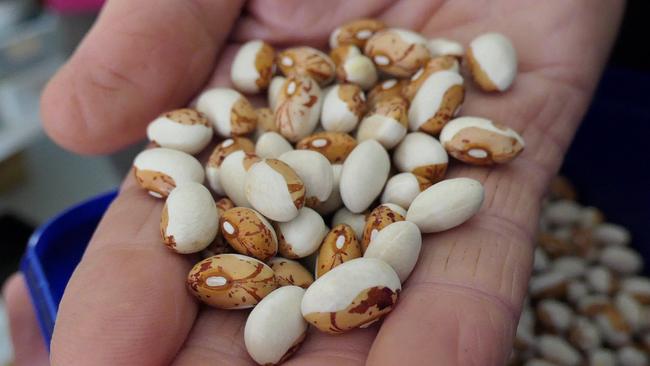 A handful of Hidatsa beans. Picture: ELAINE REEVES