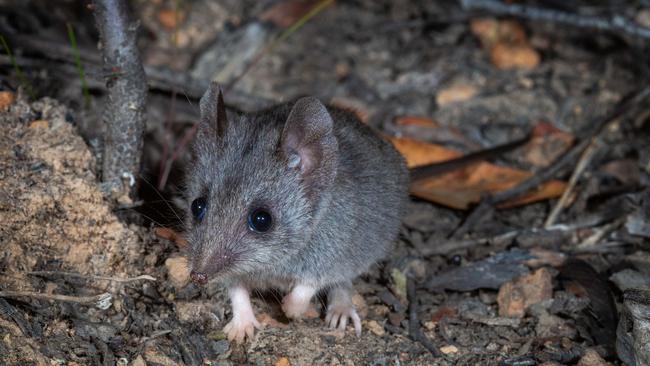 The Kangaroo Island dunnarts are receiving a helping hand through various environmental projects. Picture: Brad Leue/Australian Wildlife Conservancy