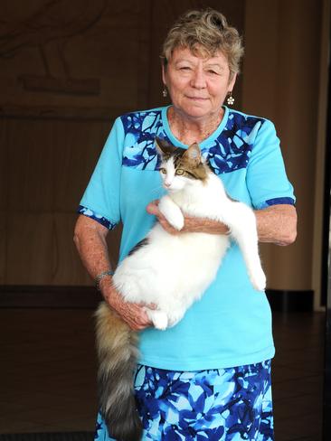 Purrty Cats On Show | The Courier Mail