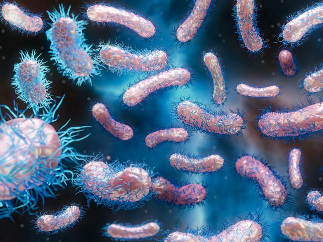 Enterobacterias Gram negativas Proteobacteria, bacteria such as salmonella, escherichia coli, yersinia pestis, klebsiella. 3D rendering