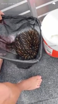 Lucky echidna scooped to safety in Ballina