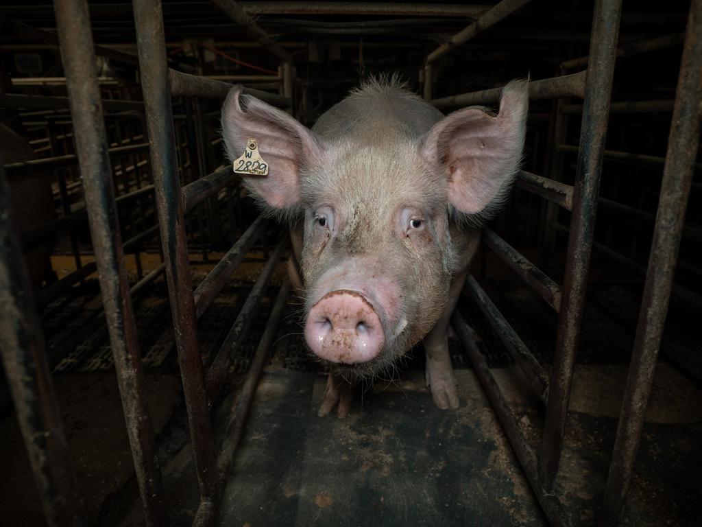 Coalition Mps Label Parliamentary Inquiry Into Pork Industry A