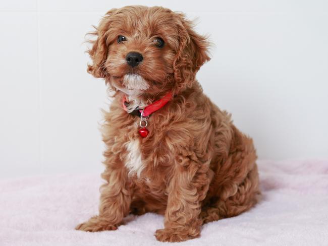 Top dog: Billie-Rose, the eight-week-old cavoodle puppy who has just moved in to a home in the Sutherland Shire. Picture: Justin Lloyd.