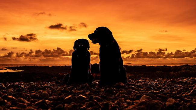 Janice and John Terrill's labradors Betty and Jet died after possibly eating toxic zoanthid coral at Grasstree Beach, Mackay. Photo: Contributed