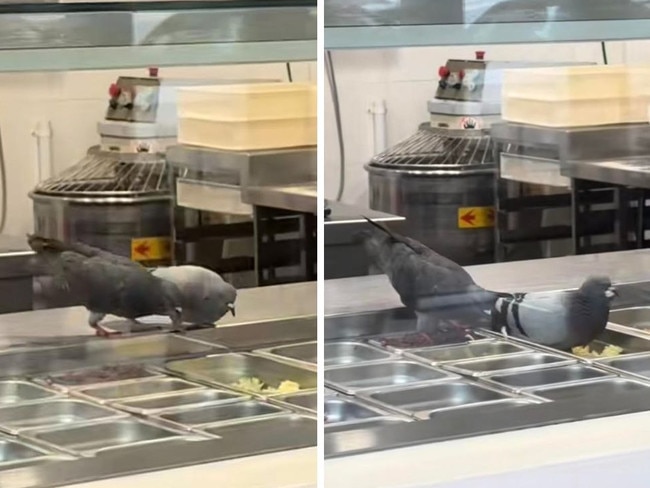 Pigeons were caught eating ingredients ready to be used to make pizzas at Crust in Neutral Bay, Sydney. Picture: TikTok/@charlesspalton.