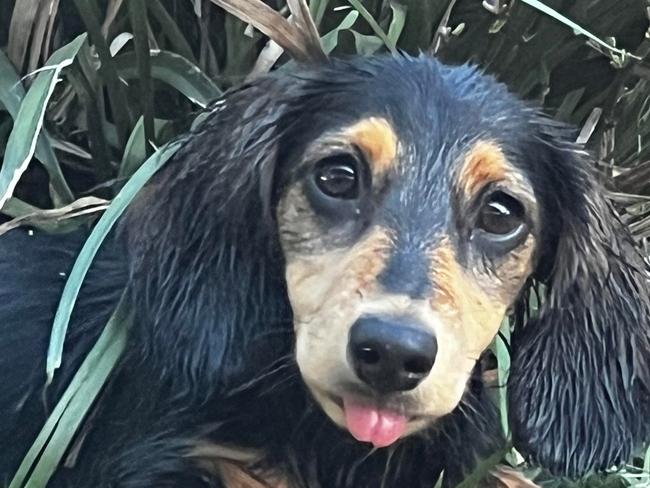 Zara the mini long-hair Dachshund loves a selfie according to owner Katrina Daley.