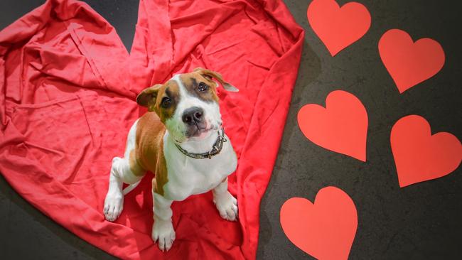 Second Chance Animal Rescue are hoping to match pets like Grover, a 12-week-old bull arab pup, with new owners at the Valentine Adoption Day this Saturday. Picture: Tony Gough