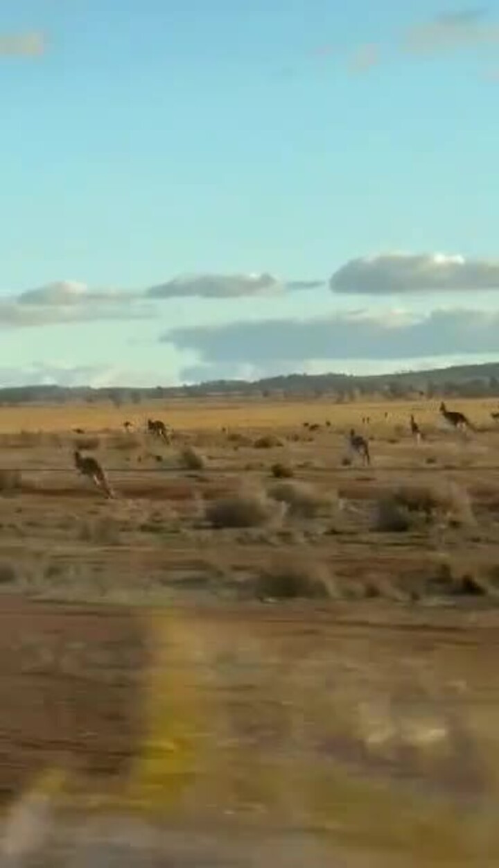 Kangaroos at plague proportions in the Mid North