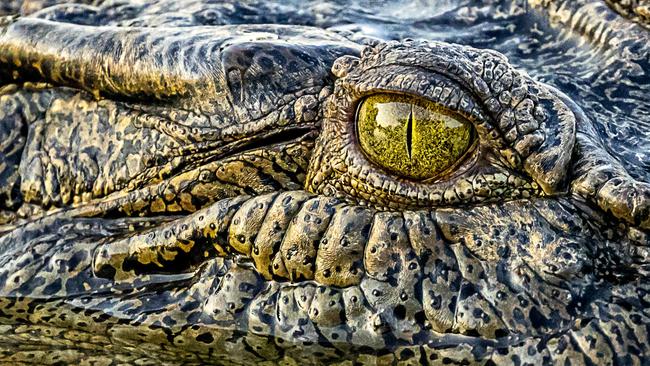 Close-up of crocodile eye