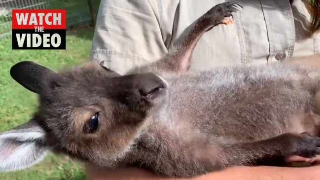 Kangaroo joey nursed back to health by Australian Reptile Park keeper