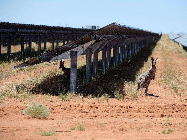 Kangaroos stand between rows of solar panels at the Broken Hill Solar Plant, operated by AGL Energy Ltd. and constructed by First Solar Inc., in Broken Hill, Australia, on Wednesday, Dec. 9, 2015. Broken Hill spawned the world's largest mining company and generated more than $75 billion in wealth. Now as its minerals ebb, Australia's longest-lived mining city is looking to tap a more abundant resource. Photographer: Carla Gottgens/Bloomberg