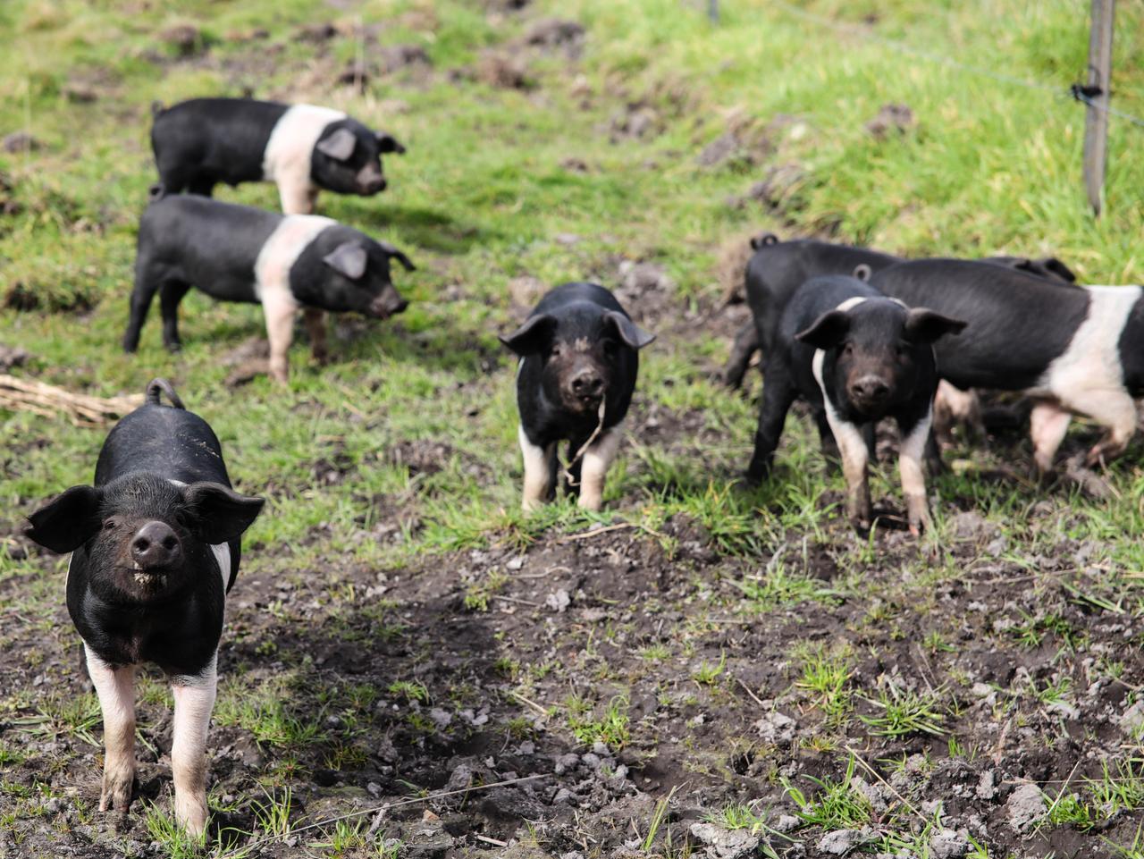 Gourmet Farmer Matthew Evans will get you cooking | escape