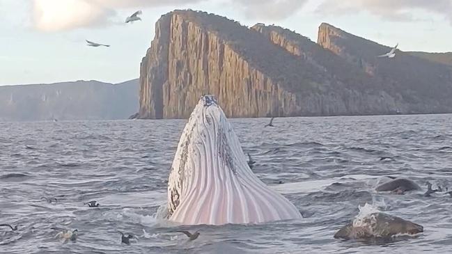 Humpback whales feeding off the mouth of Fortescue Bay at dawn on Friday. Image: Kane Bowman