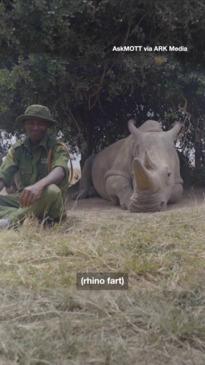 Rhino fart caught on camera